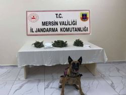 Yasa Dışı Kenevir Ekimi Yapan Şahıslar Yakalandı